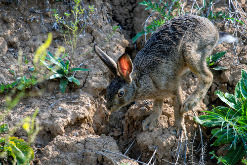 Brown hare or lepus europaeus on ground or rock