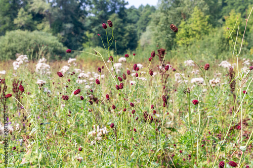 Sanguisorba officinalis landscape