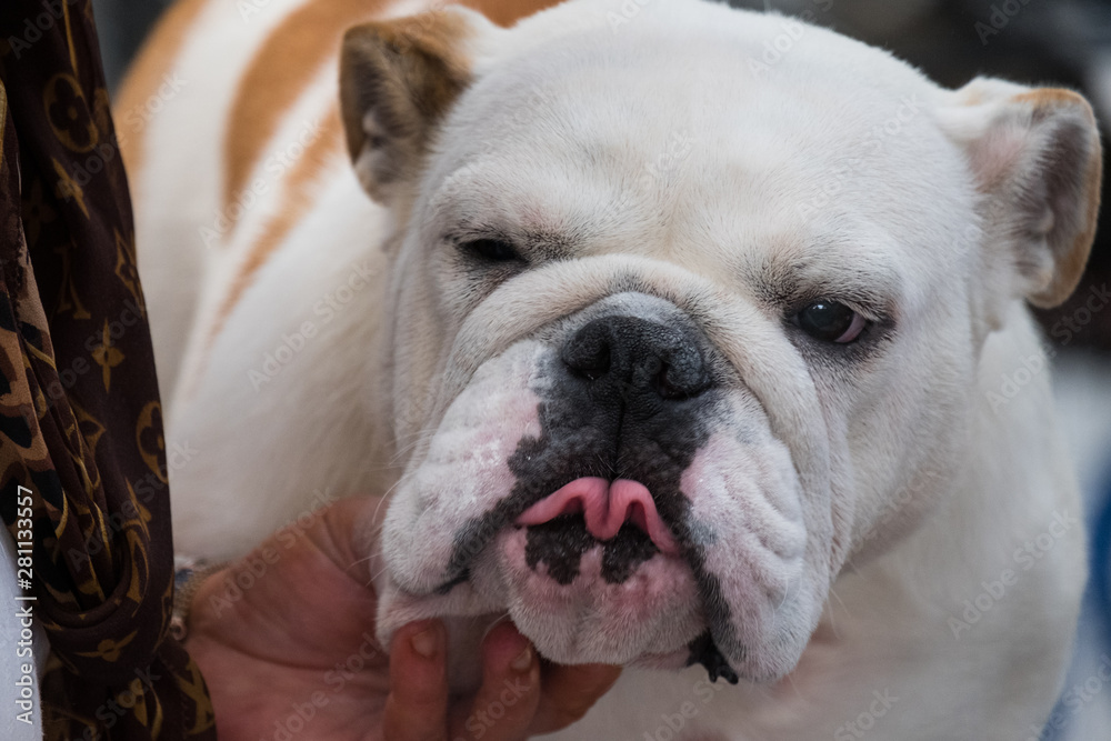 A specimen of bulldog with white and red fur during face cleansing before a dog show. A specimen of bulldog with white and red fur during face cleansing before a dog show.