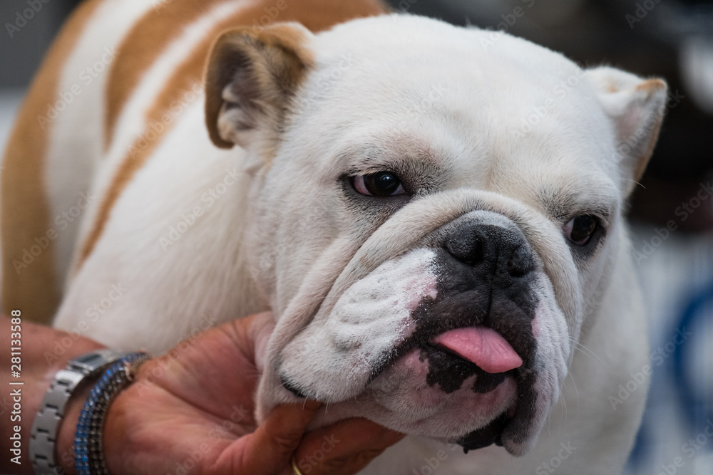 A specimen of bulldog with white and red fur during face cleansing before a dog show. A specimen of bulldog with white and red fur during face cleansing before a dog show.