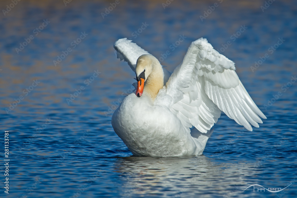 Fototapeta premium Schwan
