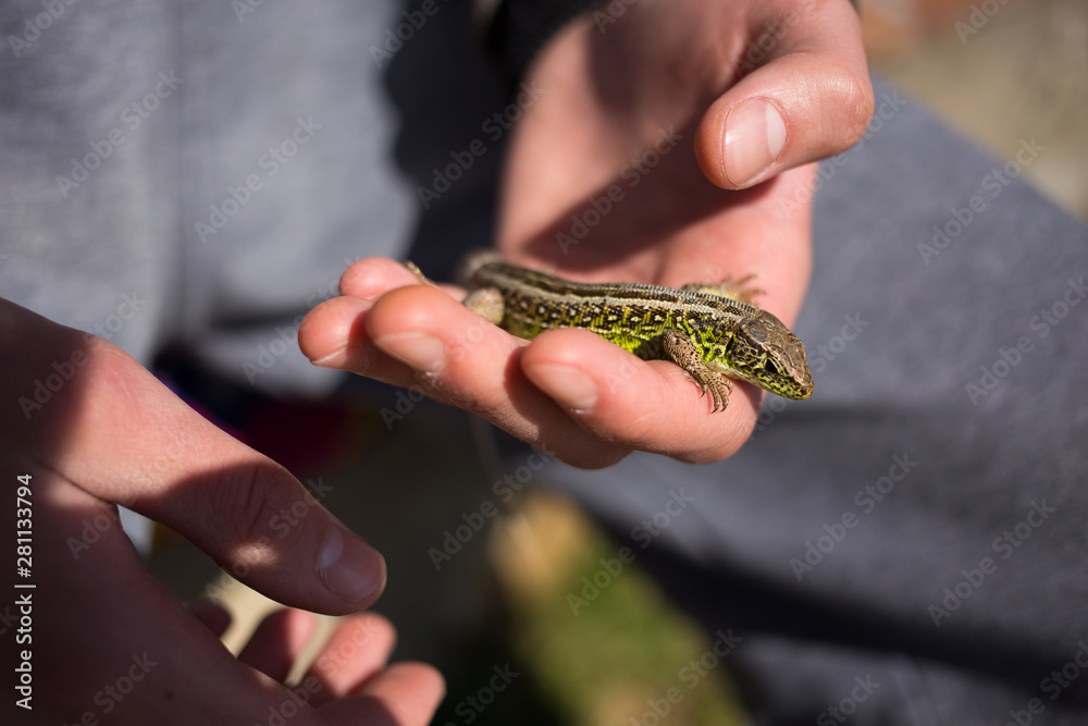 A man holding small european lizard in his hand.