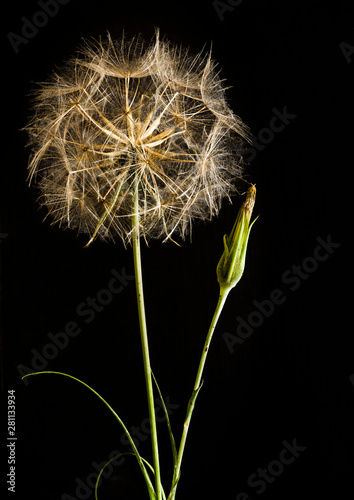Seed head and spent flower of Meadow Salsify  Tragopogon pratensis  against a black background.