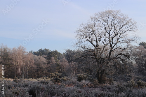 frosty tree and landscape