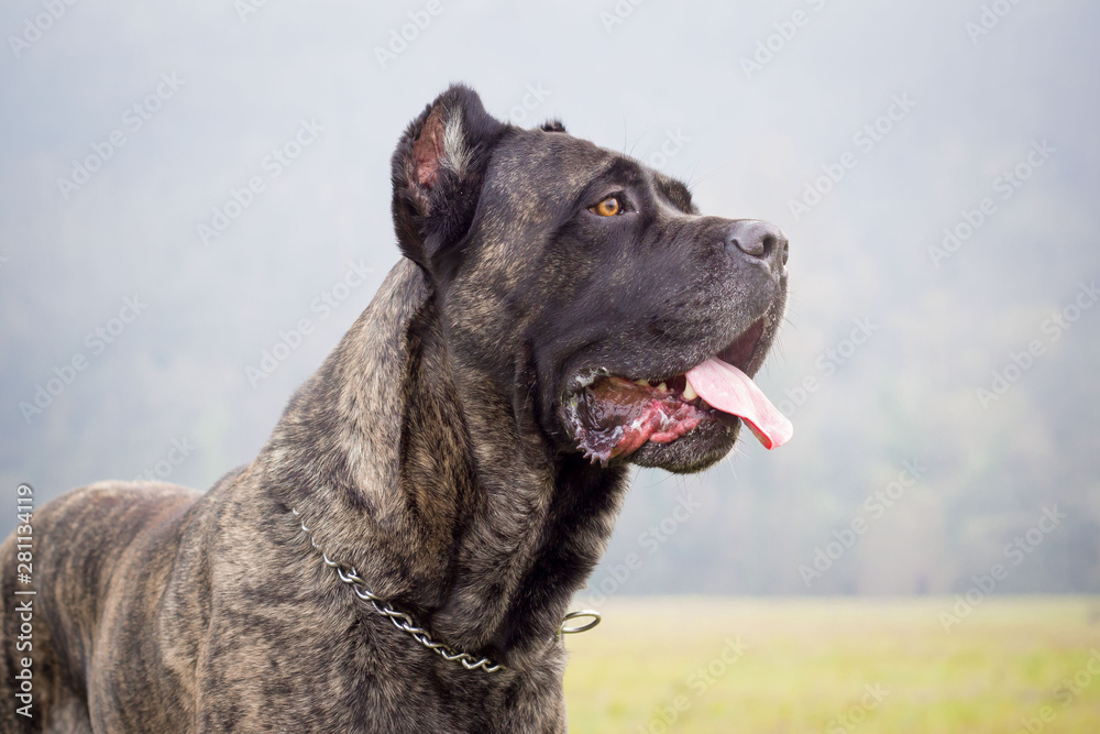 Cane Corso in profile view. The Cane Corso stands in the park with tongue out. Cane Corso in profile view. The Cane Corso stands in the park with tongue out.