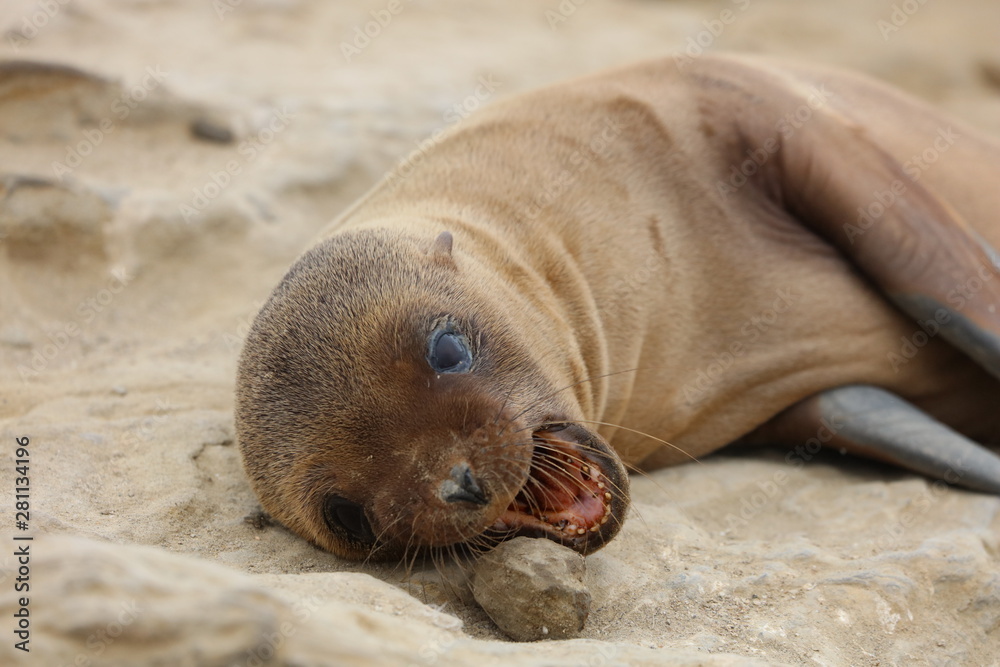 Fototapeta premium California Sea Lion