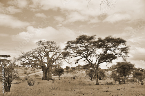 Baobab or boab, boaboa, bottle tree, upside-down tree, and monkey bread tree Tarangire National Park is the sixth largest national park in Tanzania after Ruaha, Serengeti, Mikumi, Katavi and Mkomazi photo