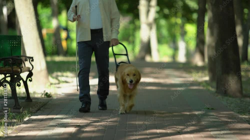 Blind man holding guide dog harness, safely walking with trained pet in park