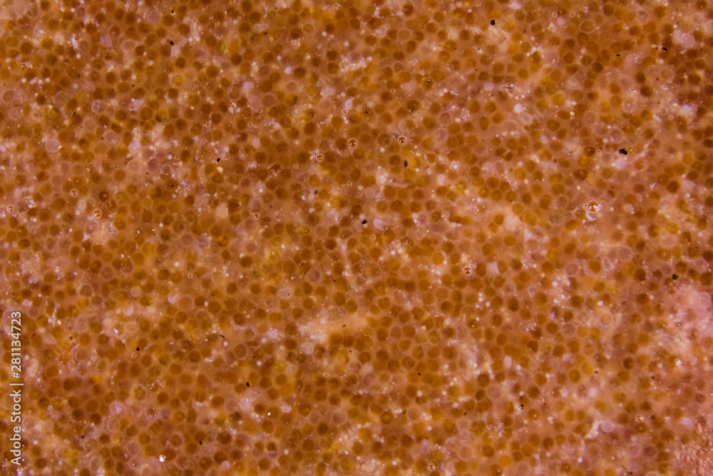 Texture of catfish caviar for the background Texture of catfish caviar for the background