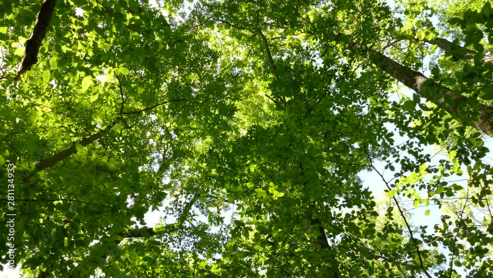 Sunny and majestic forest canopy with a few black grackle birds flying around Sunny and majestic forest canopy with a few black grackle birds flying around