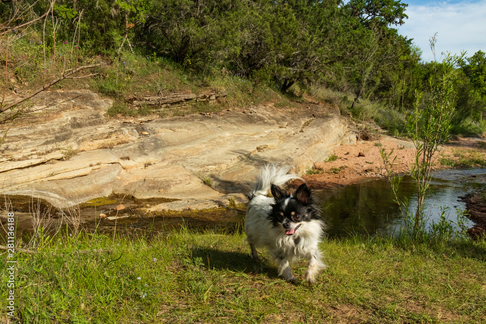 Black and white Chihuahua running in field