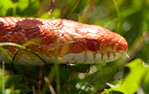 orange and white cornsnake in grass photo