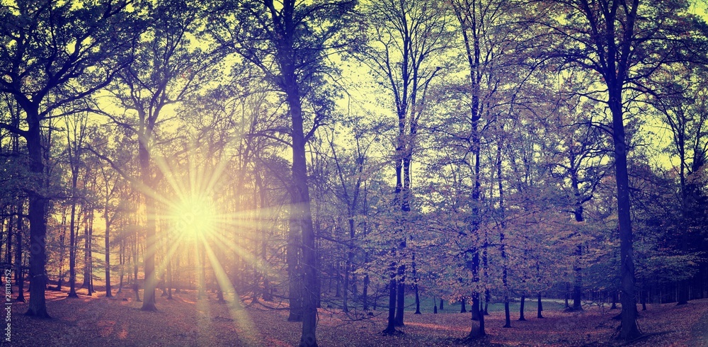 Broad leaf trees forest at autumn / fall sunlight