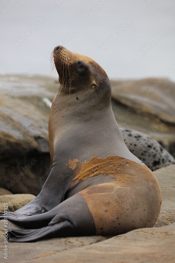 Fototapeta premium California Sea Lion 