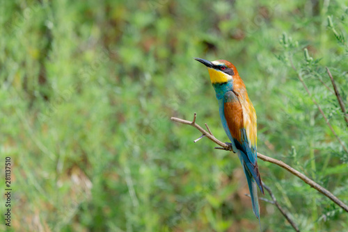 European bee-eater or Merops apiaster is sitting on a twig