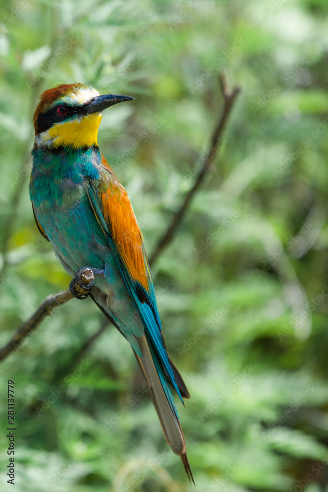 Fototapeta premium European bee-eater or Merops apiaster is sitting on a twig