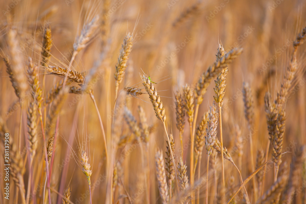 Fototapeta premium field wheat plant nature background 