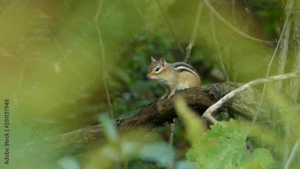 Perfectly framed squirrel in center of blurry leaves in foreground Perfectly framed squirrel in center of blurry leaves in foreground