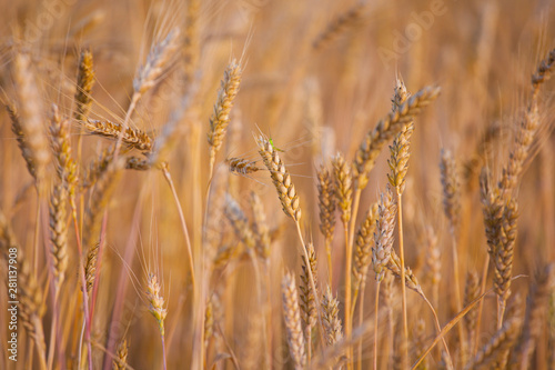 field wheat plant nature background 