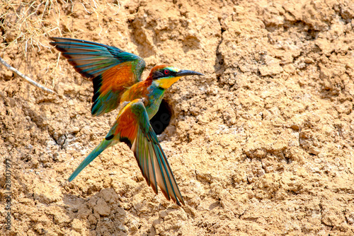 European Bee-eater or Merops apiaster on ground near hole nest