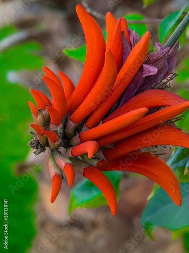 Flower of Erythrina spinosa (Erythrina corallodendrum). photo