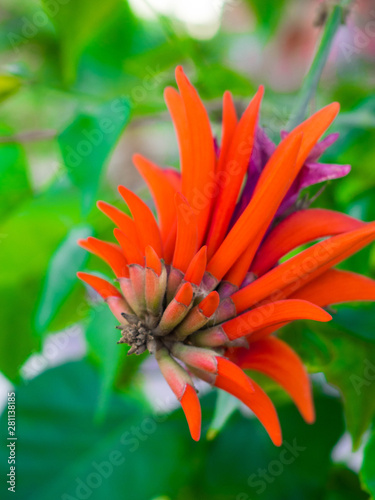 Flower of Erythrina spinosa (Erythrina corallodendrum). photo