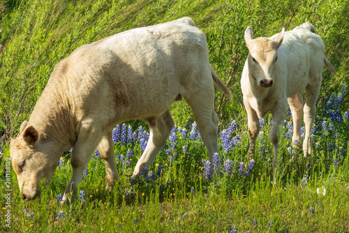 Calves in Bluebonnets Field