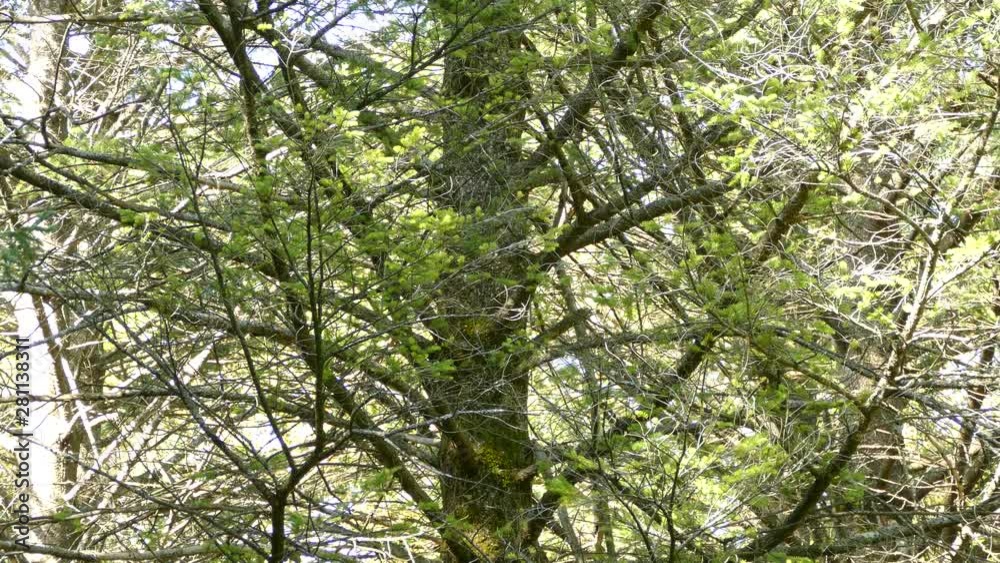 Bright sunny woodlands in Canada with brown creeper bird crawling up a tree Bright sunny woodlands in Canada with brown creeper bird crawling up a tree