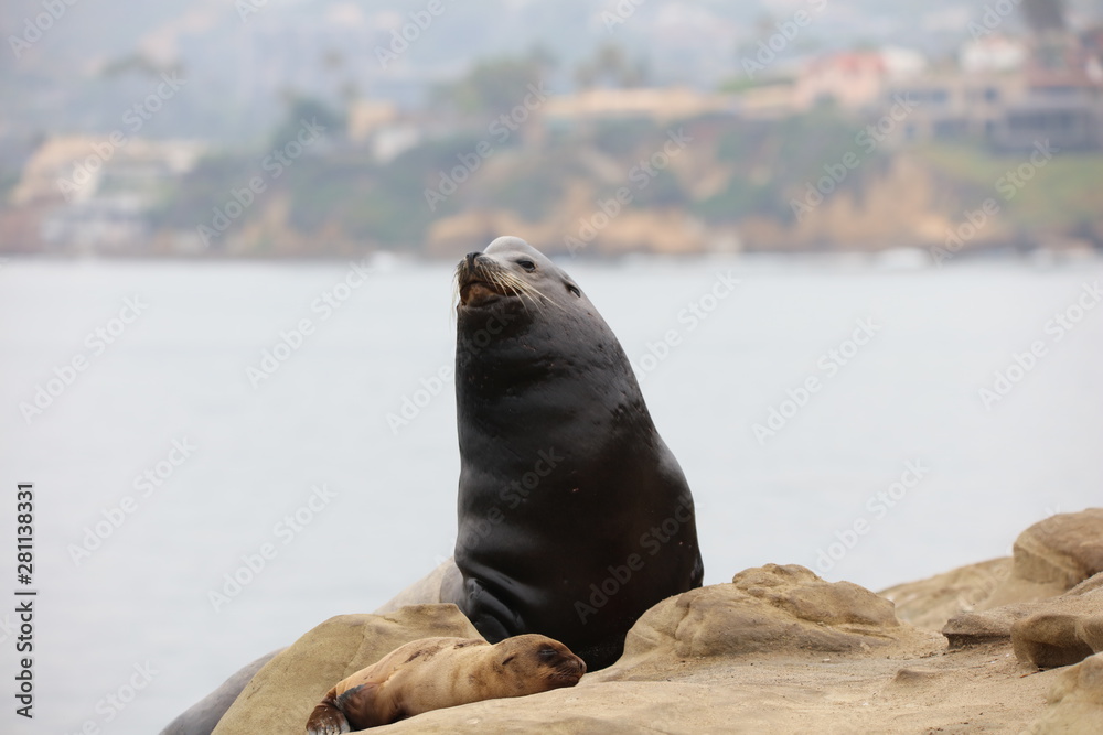 Fototapeta premium California Sea Lion