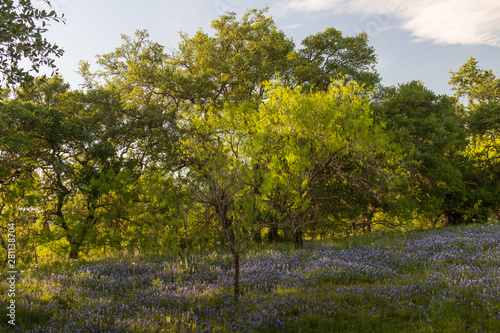 Bluebonnets wildflowers under large trees in field and blue sky background