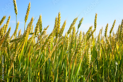 Spikelets on wheat field on summer day