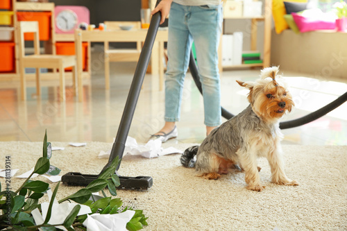 Little girl cleaning carpet...