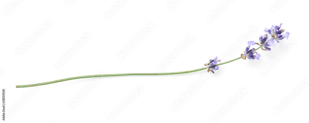 Fototapeta Beautiful lavender flowers on white background