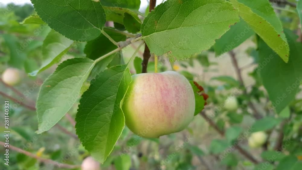 Apple tree branch with one ripening fruit and lush green leaves, side view closeup Apple tree branch with one ripening fruit and lush green leaves, side view closeup