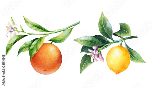 Foto Lemons and oranges on a branch