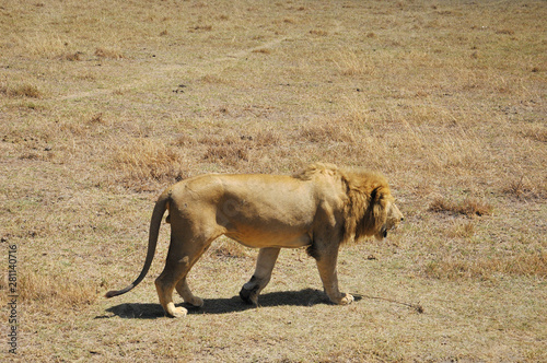 Lion in Serengeti hosts the largest mammal migration in the world, which is one of the ten natural travel wonders of the world. It is located in north Tanzania and extends to south-western Kenya photo