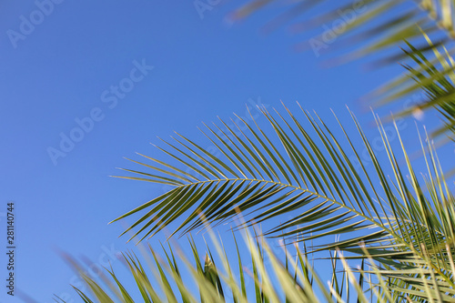 Close up of green palm leaves on blue sky background. Tropical travel vacation concept. Copy space for text.