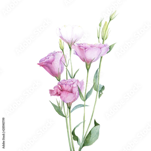 Watercolor pink garden lisianthus flower. Isolated hand drawn illustration. Elegant botanical drawing for decor, invitations, package design.