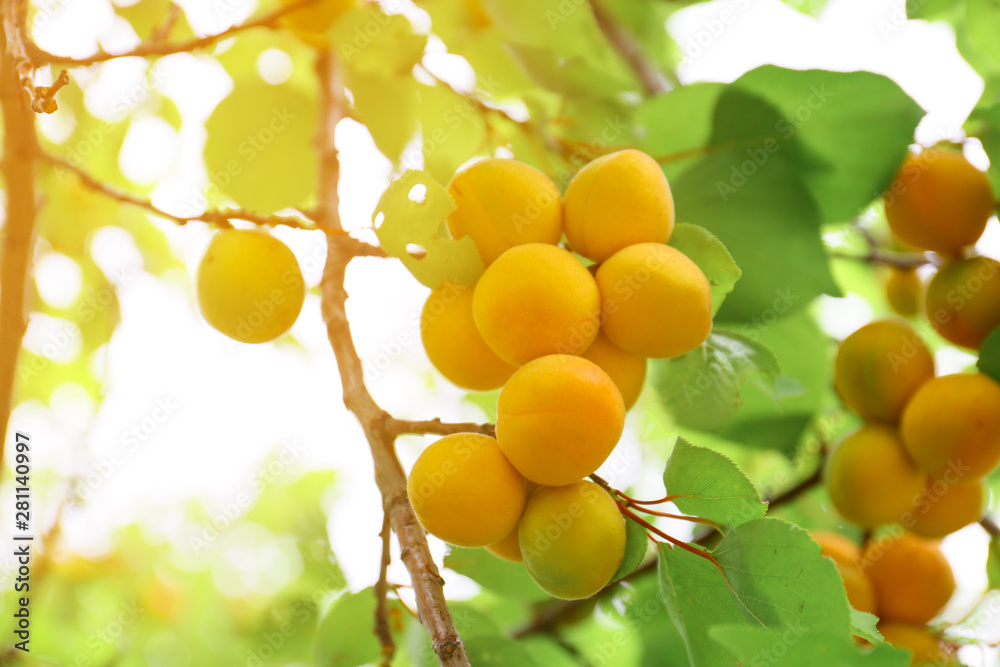 Branch with ripe apricots on summer day