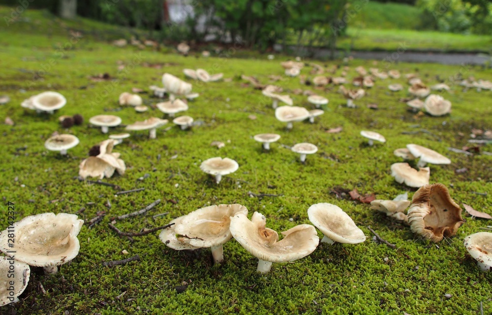 カワリハツの群生 カワリハツの群生