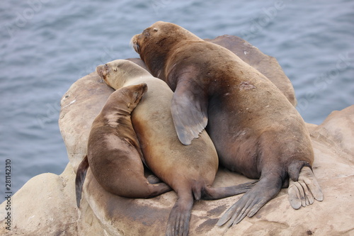 California Sea Lion 