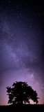 Traumhaftes Panorama der Milchstraße über einem Baum 