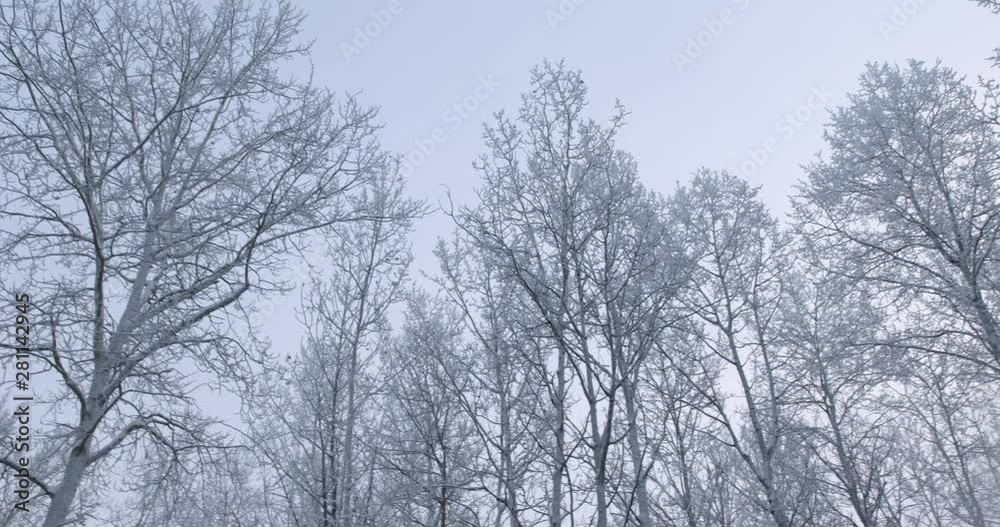 Naked trees covered in early morning hoarfrost left to right pan Naked trees covered in early morning hoarfrost left to right pan