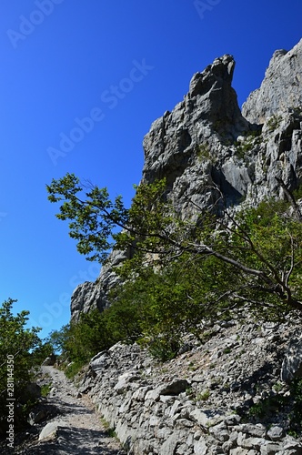 Tree is bending above mountain causeway with stone murral on side, sharp rock cliff in background. Location Paklenica National Park, Croatia