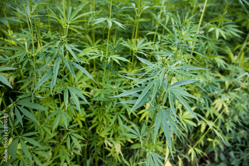 Hemp cannabis plant stock photo. industrial hemp field
