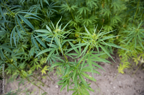 Hemp cannabis plant stock photo