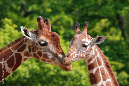Photography The giraffe close up (Giraffa camelopardalis) is an African even-toed ungulate mammal, the tallest of all extant land-living animal species, and the largest ruminant