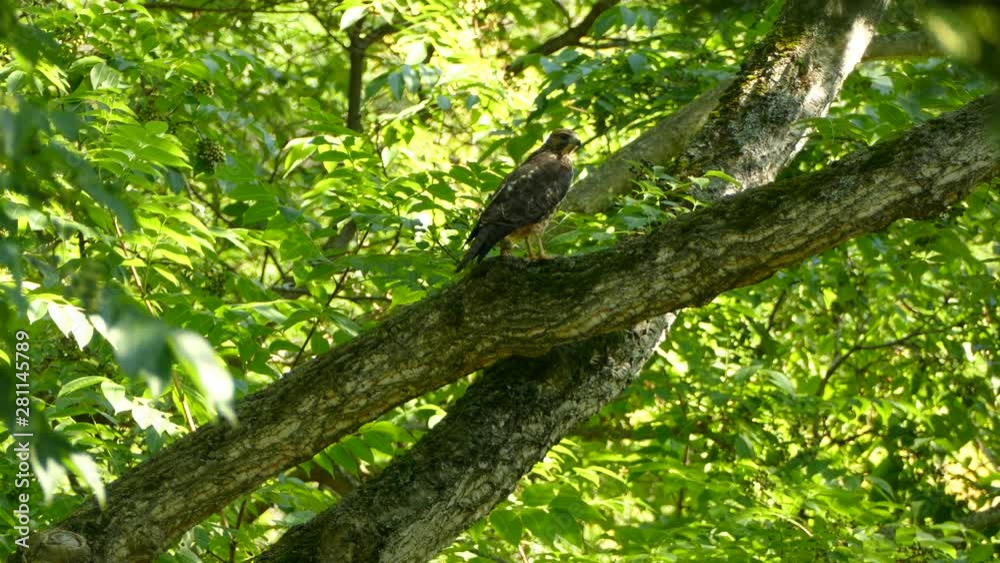 Bird of prey getting ready for take off before flying away from a tree in the forest Bird of prey getting ready for take off before flying away from a tree in the forest