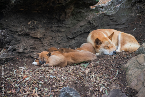 Foto sleeping dingo