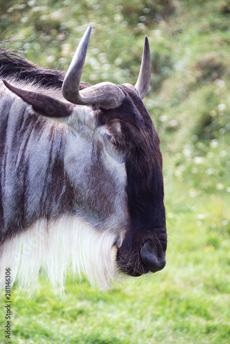 Wildebeest or wildebai, also called the gnu is an antelope of the genus Connochaetes. It is a hooved (ungulate) mammal. photo